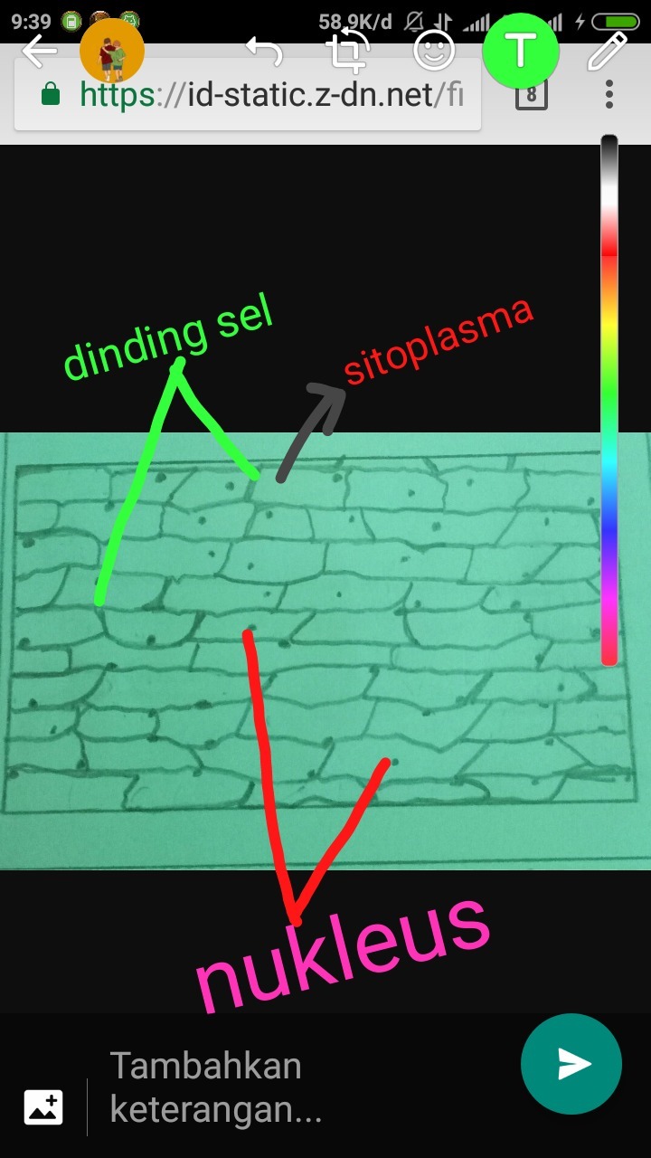 Detail Gambar Sel Pada Bawang Merah Nomer 14