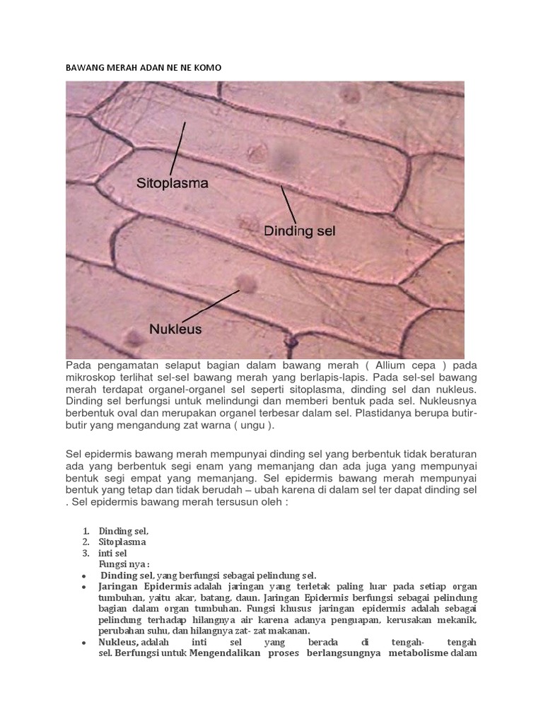 Detail Gambar Sel Pada Bawang Merah Nomer 15