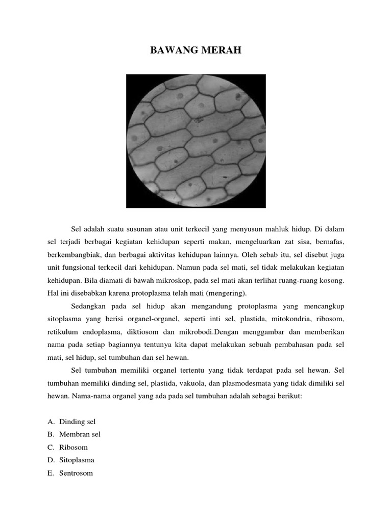 Detail Gambar Sel Pada Bawang Merah Nomer 34