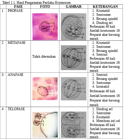 Detail Gambar Sel Pada Bawang Merah Nomer 40