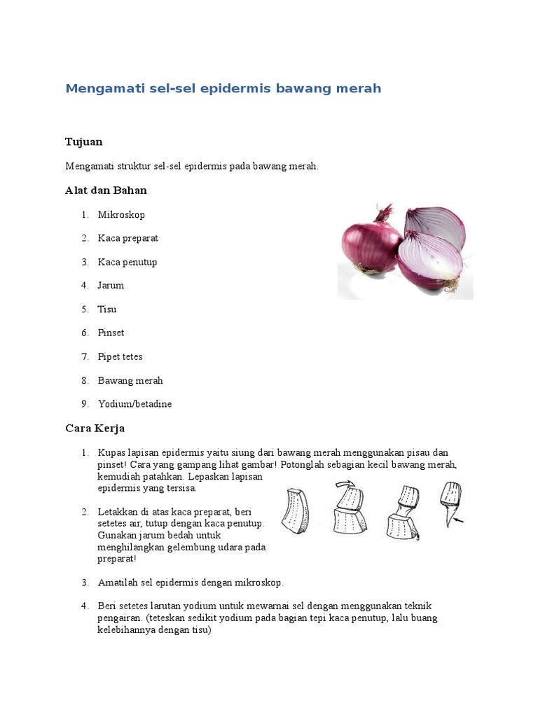 Detail Gambar Sel Pada Bawang Merah Nomer 43