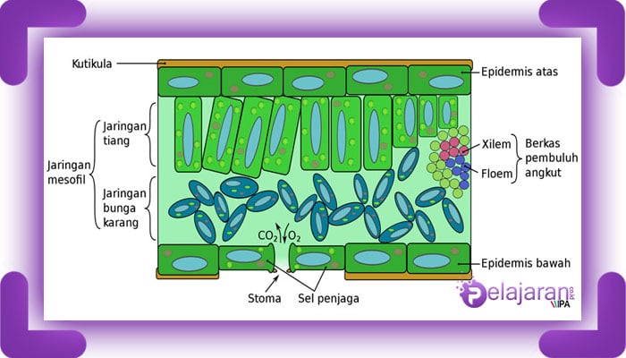 Detail Gambar Sel Pada Daun Nomer 11