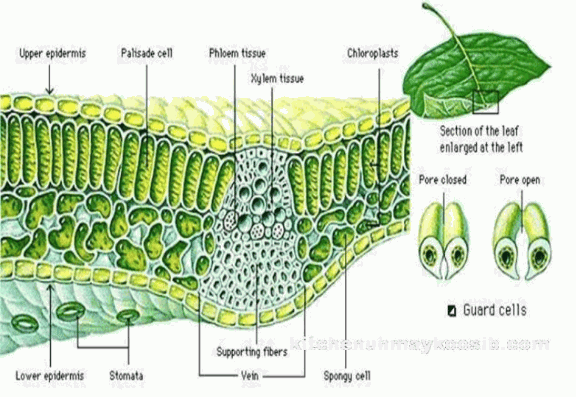 Detail Gambar Sel Pada Daun Nomer 27