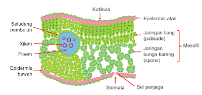 Detail Gambar Sel Pada Daun Nomer 28