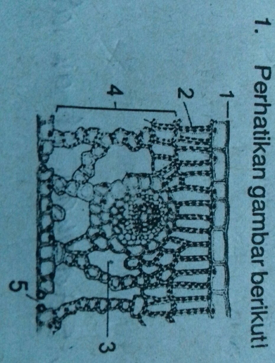 Detail Gambar Sel Pada Daun Nomer 42