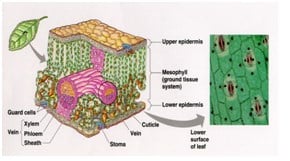 Detail Gambar Sel Pada Daun Nomer 46