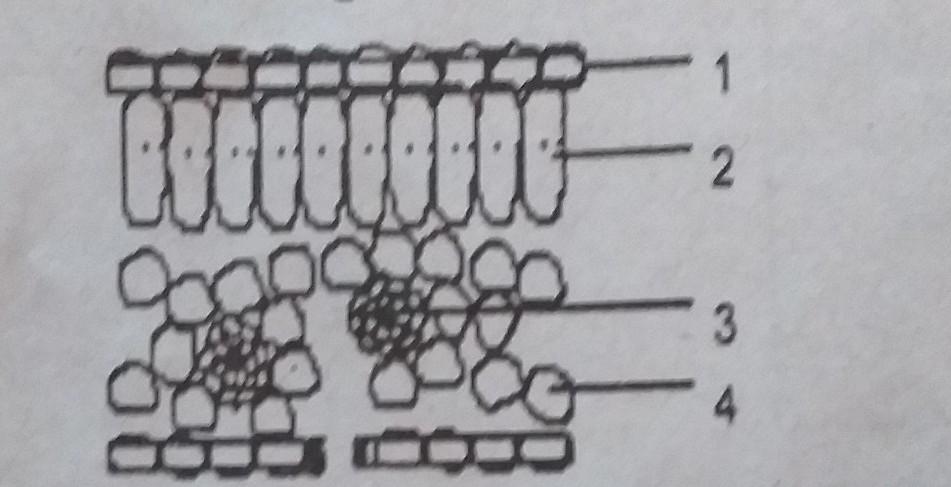 Detail Gambar Sel Pada Daun Nomer 49