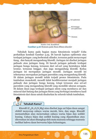 Detail Gambar Sel Pada Daun Rhoeo Discolor Nomer 21