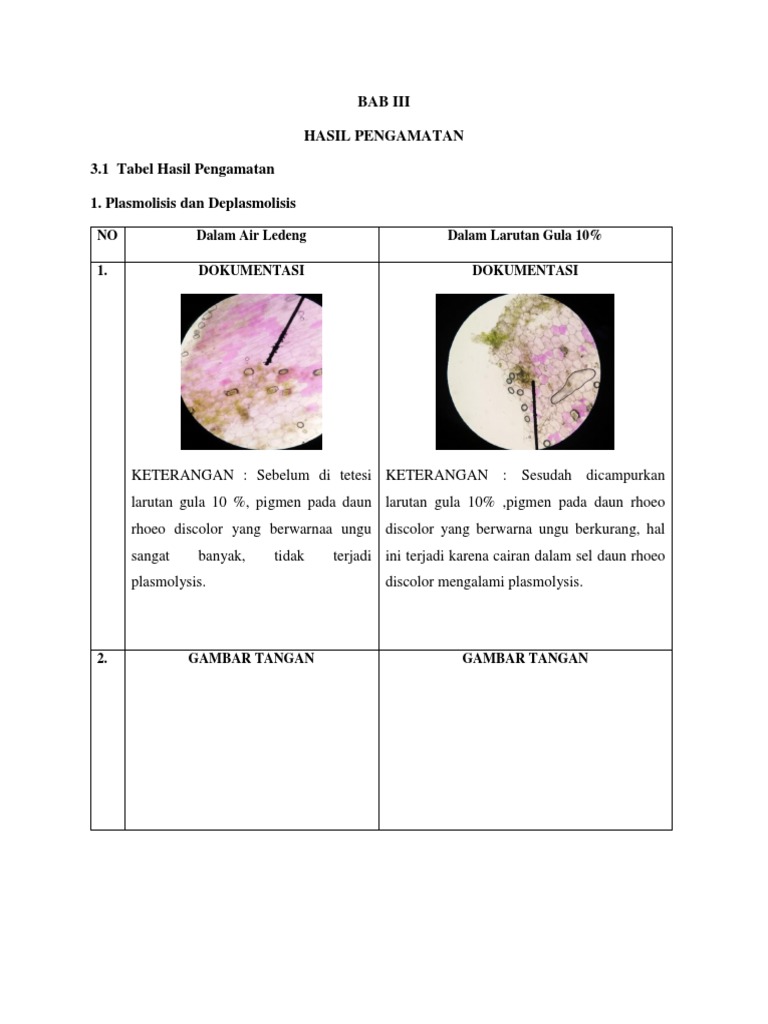 Detail Gambar Sel Pada Daun Rhoeo Discolor Nomer 28