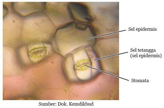 Detail Gambar Sel Pada Daun Rhoeo Discolor Nomer 35