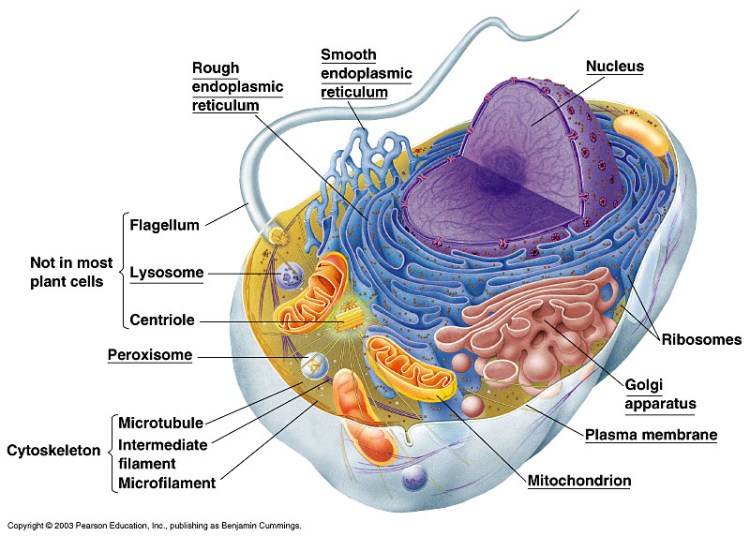 Detail Gambar Sel Pada Hewan Nomer 12