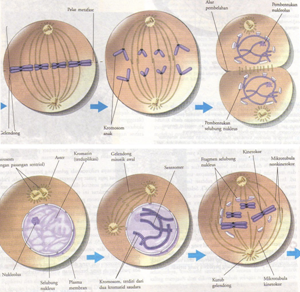 Detail Gambar Sel Pada Pembelahan Metosis Nomer 27