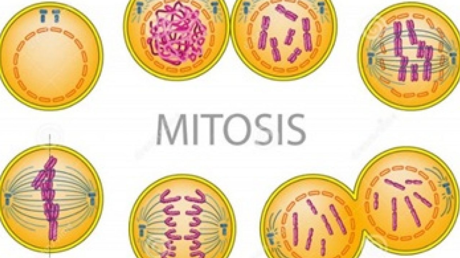 Detail Gambar Sel Pada Pembelahan Metosis Nomer 4