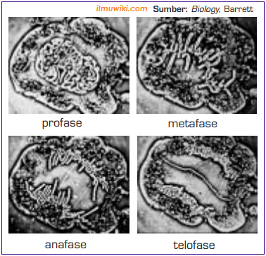 Detail Gambar Sel Pada Pembelahan Metosis Nomer 33