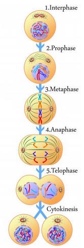 Detail Gambar Sel Pada Pembelahan Metosis Nomer 35