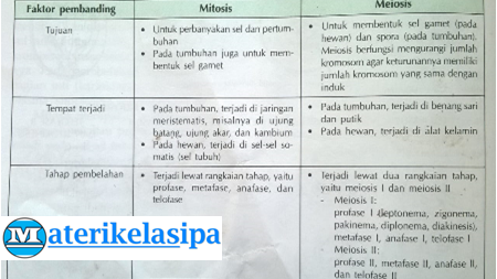 Download Gambar Sel Pada Pembelahan Metosis Nomer 53