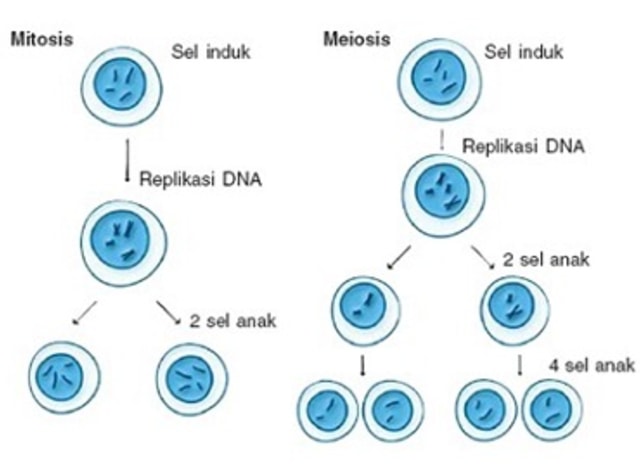 Detail Gambar Sel Pada Pembelahan Metosis Nomer 9