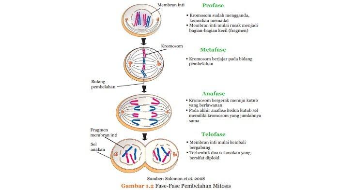 Gambar Sel Pada Pembelahan Mitosis - KibrisPDR