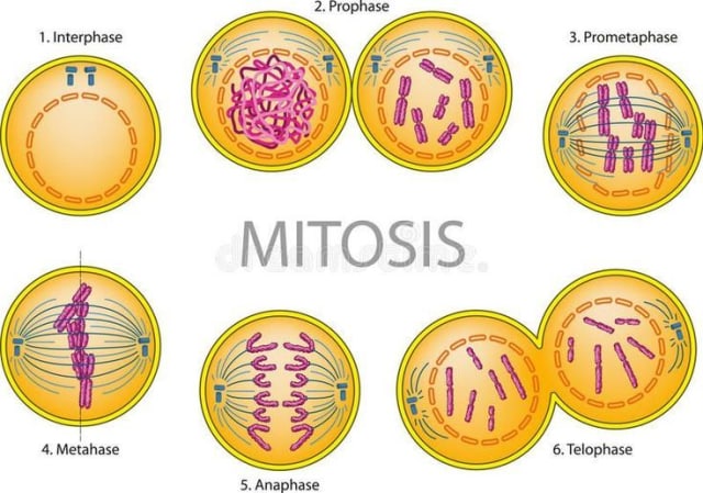 Detail Gambar Sel Pada Pembelahan Mitosis Nomer 13