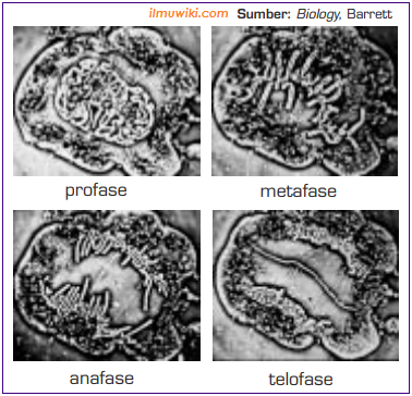 Detail Gambar Sel Pada Pembelahan Mitosis Nomer 33