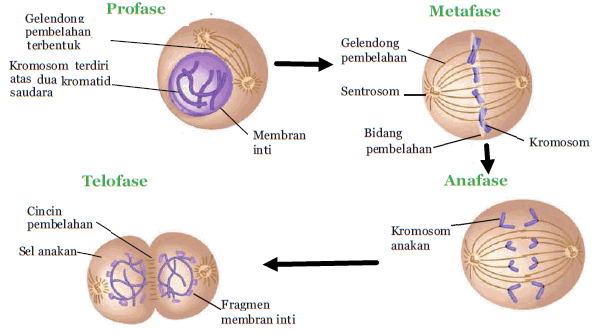 Detail Gambar Sel Pada Pembelahan Mitosis Nomer 44