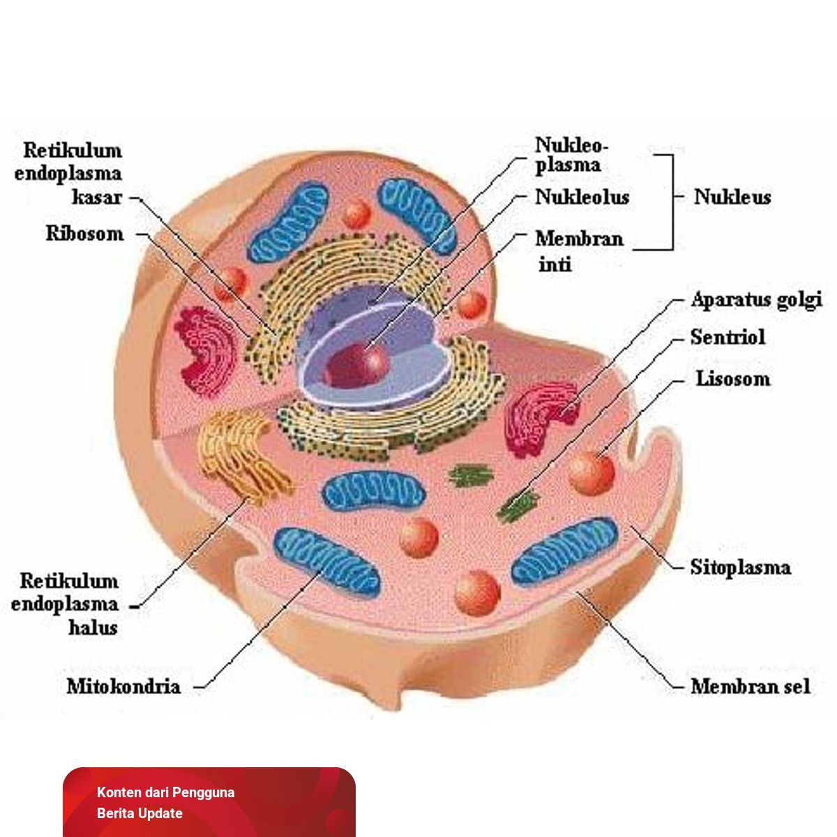 Detail Gambar Sel Plasma Nomer 36