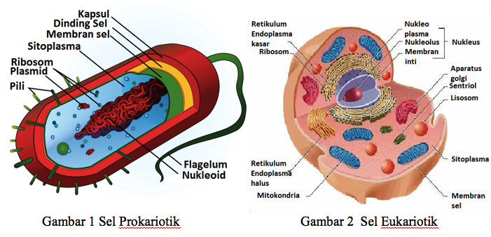 Gambar Sel Prokariotik Dan Eukariotik Bunga - KibrisPDR