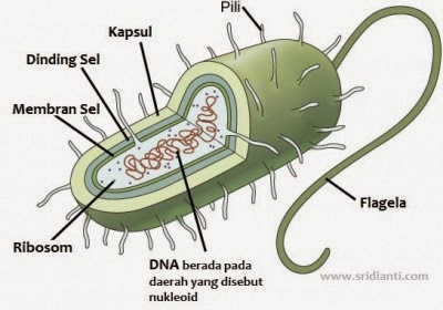 Detail Gambar Sel Prokariotik Dan Eukariotik Bunga Nomer 25