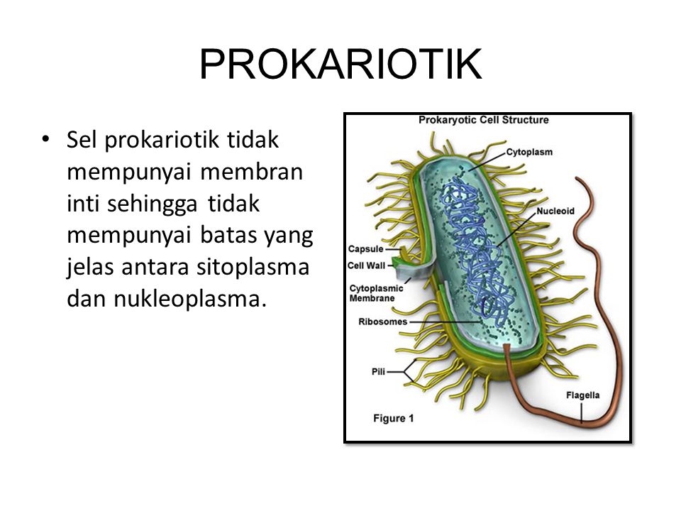 Detail Gambar Sel Prokariotik Dan Eukariotik Bunga Nomer 34