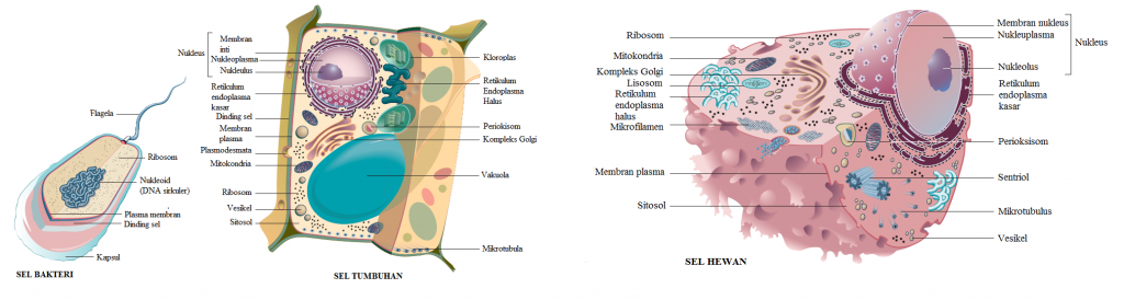 Detail Gambar Sel Prokariotik Dan Eukariotik Bunga Nomer 50