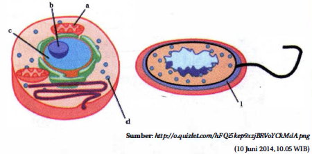 Detail Gambar Sel Prokariotik Dan Eukariotik Hewan Nomer 15