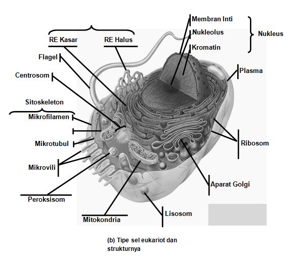 Detail Gambar Sel Prokariotik Dan Eukariotik Hewan Nomer 51