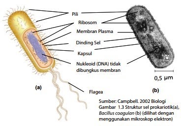 Detail Gambar Sel Prokariotik Dan Eukariotik Kindom Monera Nomer 19