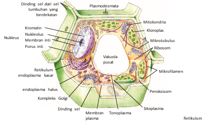 Detail Gambar Sel Prokariotik Dan Eukariotik Kindom Monera Nomer 53