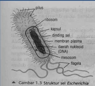 Detail Gambar Sel Prokariotik Dan Eukariotik Kingdom Hewan Nomer 13