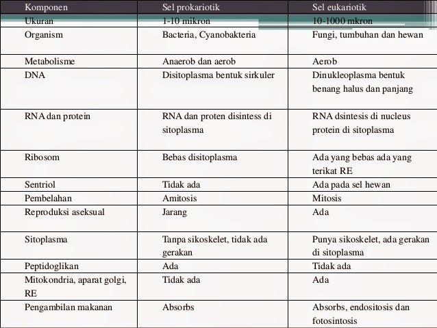 Detail Gambar Sel Prokariotik Dan Eukariotik Kingdom Hewan Nomer 18