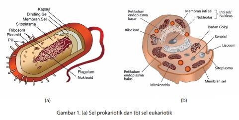 Detail Gambar Sel Prokariotik Dan Eukariotik Kingdom Hewan Nomer 4