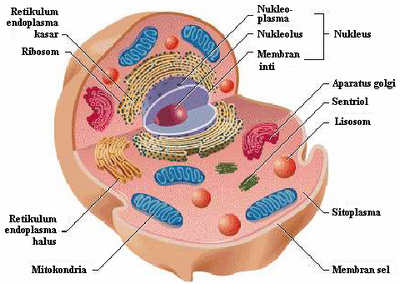 Detail Gambar Sel Prokariotik Dan Eukariotik Kingdom Hewan Nomer 9