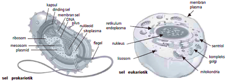 Detail Gambar Sel Prokariotik Dan Eukariotik Monera Nomer 19