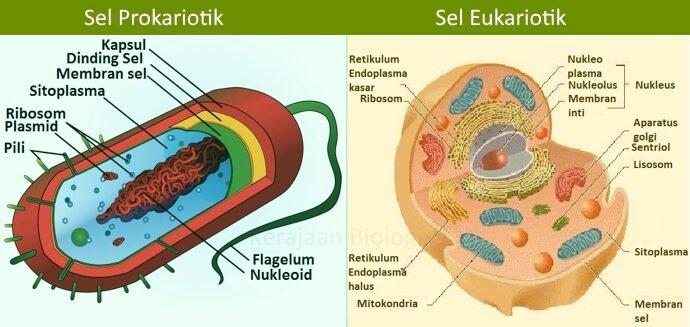 Detail Gambar Sel Prokariotik Dan Eukariotik Monera Nomer 22