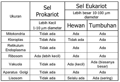 Detail Gambar Sel Prokariotik Dan Eukariotik Monera Nomer 25