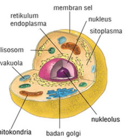 Detail Gambar Sel Prokariotik Dan Eukariotik Monera Nomer 26