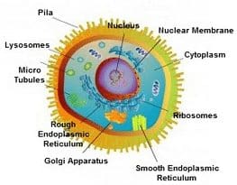 Detail Gambar Sel Prokariotik Dan Eukariotik Monera Nomer 6