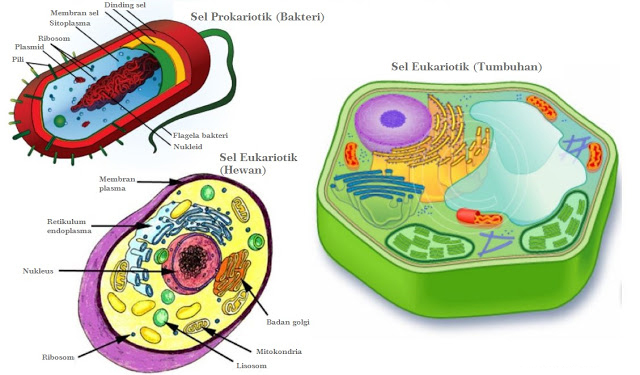 Detail Gambar Sel Prokariotik Dan Eukariotik Monera Nomer 8