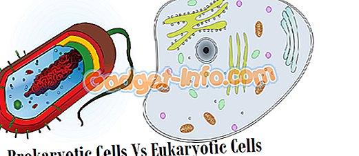 Detail Gambar Sel Prokariotik Dan Eukariotik Protista Nomer 19