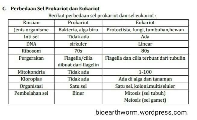 Detail Gambar Sel Prokariotik Dan Eukariotik Protista Nomer 37