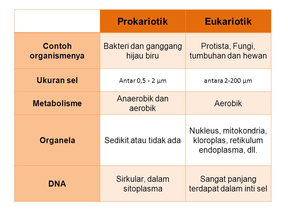 Detail Gambar Sel Prokariotik Dan Eukariotik Protista Nomer 48