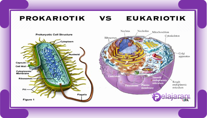 Gambar Sel Prokariotik Dan Eukariotik Sel Prokariotik - KibrisPDR
