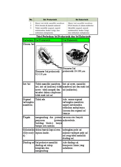 Detail Gambar Sel Prokariotik Dan Eukariotik Sel Prokariotik Nomer 28
