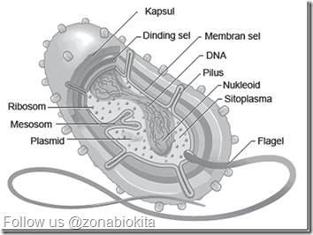 Detail Gambar Sel Prokariotik Dan Eukariotik Sel Prokariotik Nomer 30